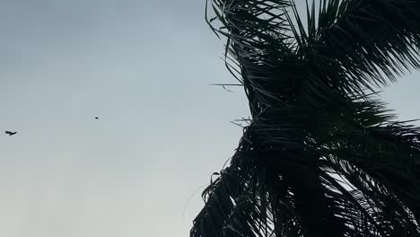 a palm tree stands slightly shifting in the breeze before a cyclone hits