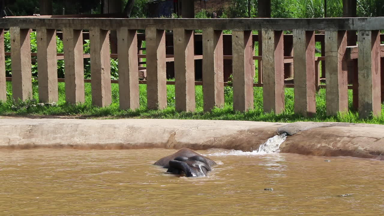 elefante jugando en la piscina y sumergiéndose bajo el agua en cámara lenta