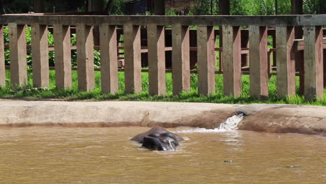 Elephant-playing-in-the-pool-and-diving-under-the-water-in-slow-motion