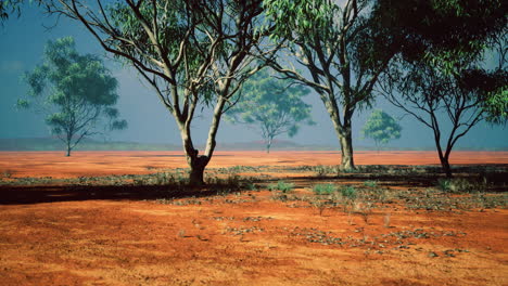 paisaje del interior de australia con árboles de eucalipto