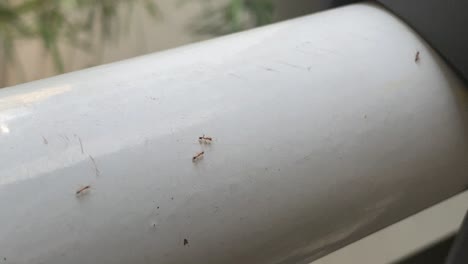 crossing of ants on a bar