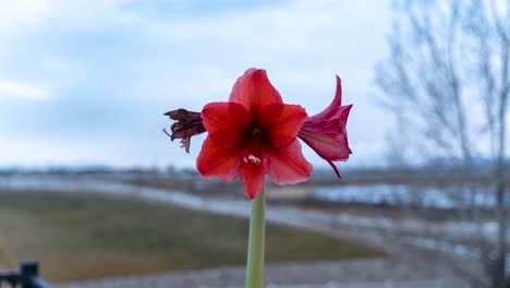 time lapse of a red amaryllis flower in the foreground with a defocused cloudscape at sunset in the background with parallax motion