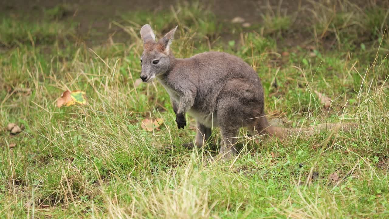 telefoto de un canguro joven comiendo en un prado verde, toma estática