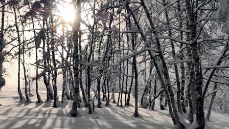 passing by tall birch trees in the snow with beautiful morning light peaking threw the trees creating long shadows threw the snow