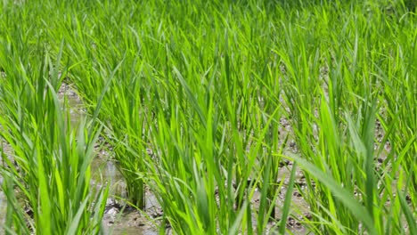 Plantas-De-Arroz-Verde-Que-Crecen-En-Un-Arrozal-Húmedo-Bajo-La-Luz-Del-Día.