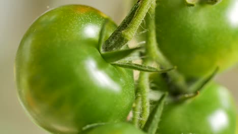 close-up of green, unripe cherry tomatoes hang on a tomato bush and gently move in the wind