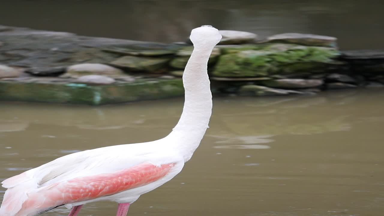물  에 있는 플라밍고