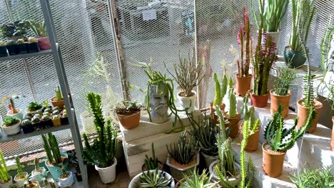 cacti and succulents arranged in a sunny greenhouse