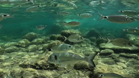 Vista-Submarina-De-La-Escuela-De-Peces-Y-Doradas-Nadando-En-Aguas-Cristalinas-Y-Poco-Profundas-Del-Mar-En-Córcega,-Francia