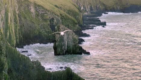 pájaros en cámara lenta volando sobre acantilados en invierno
