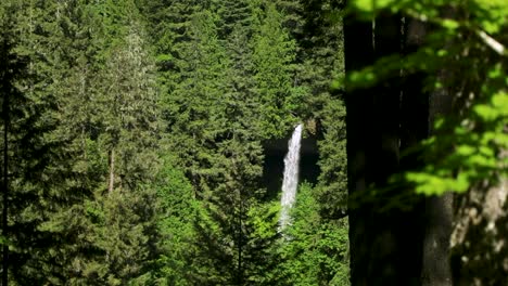 Cae-En-Un-Bosque-Con-Vegetación-En-El-Parque-Estatal-Silver-Falls-En-Oregon,-Estados-Unidos