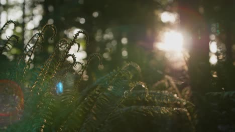 Zeitlupenaufnahme-Eines-Farns-Im-Wald-Mit-Einströmendem-Sonnenlicht