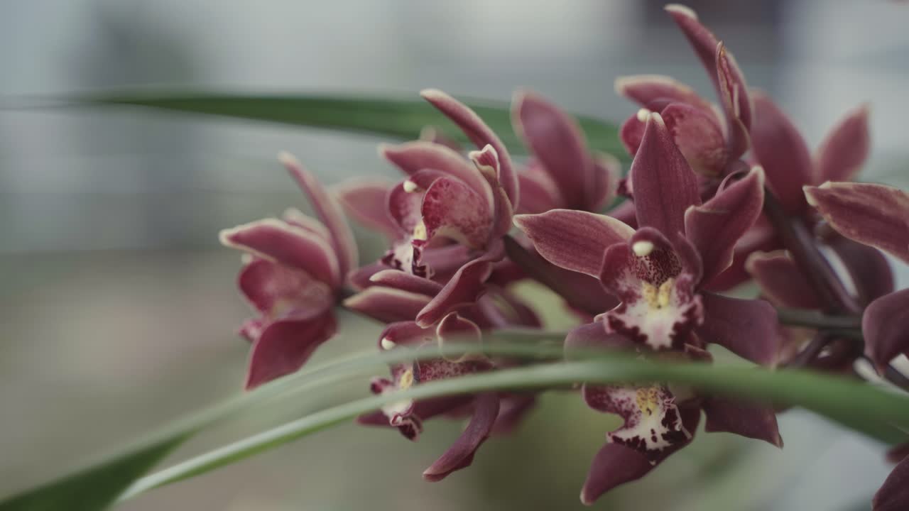 Beautiful orchid flowers of different colors are blooming