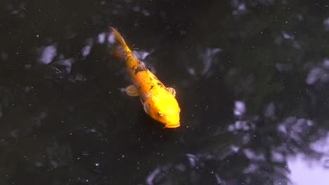 In-different-parks-in-Tokyo-it-is-very-common-to-see-koi-fish-in-their-ponds