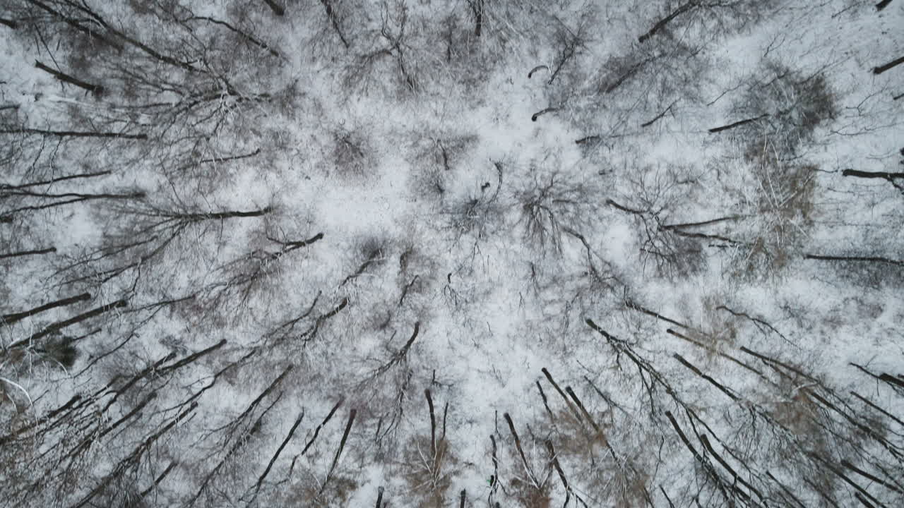 Vista aerea dall'alto in avanti con drone sopra la foresta innevata di Elchingen, alberi spogli invernali, copertura nevosa, chiazze sempreverdi, vista dall'alto. Perfetto per film naturalistici, sfondi