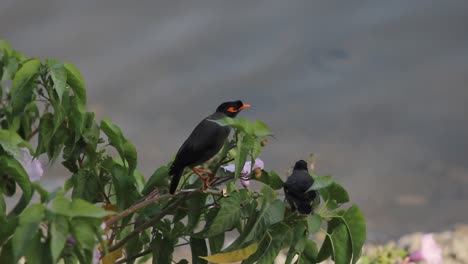 Beautiful-pair-of-Bank-Myna-Birds-sitting-on-branch-near-a-lake-stock-video-FULL-HD