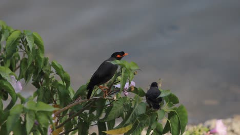 Wunderschönes-Paar-Bank-Myna-Vögel,-Die-Auf-Einem-Ast-In-Der-Nähe-Eines-Sees-Sitzen,-Stockvideo-In-Full-HD