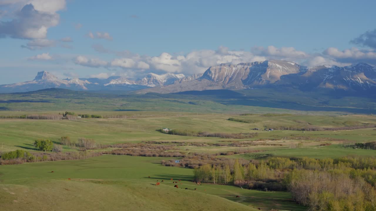 Paesaggio del Parco Nazionale dei Laghi Waterton che mostra campi verdi ondulati, montagne e bestiame al pascolo sotto un cielo azzurro.