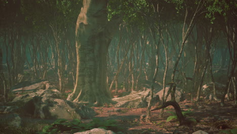 raíces de un árbol en un bosque brumoso