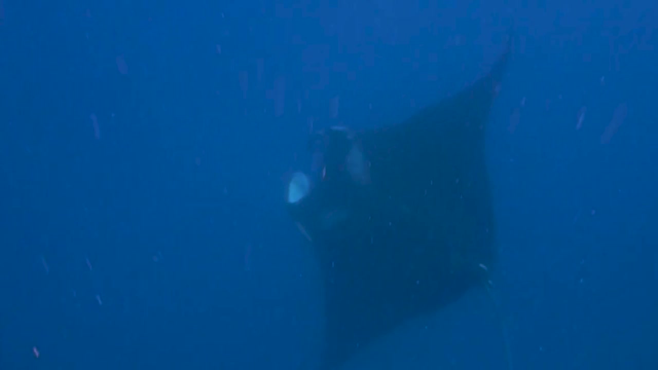 mantarrayas gigantes nadando en el mar caribe de mexico