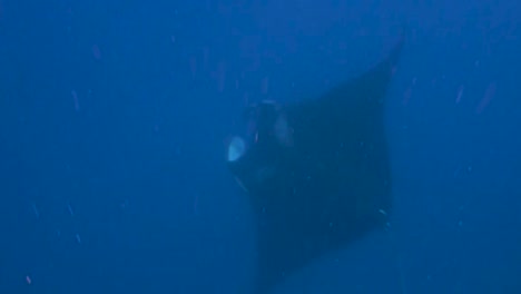 Mantarrayas-Gigantes-Nadando-En-El-Mar-Caribe-De-Mexico