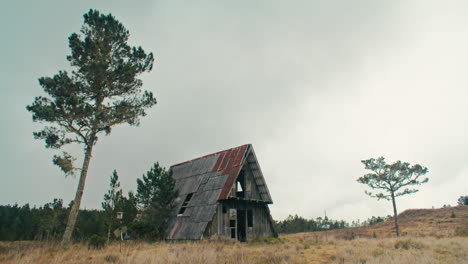 Abandoned-zinc-roofed-triangle-log-cabin-in-a-field-of-serrated-tussock-grass-and-caribbean-pine-trees-in-the-mountains-with-cloudy-sky