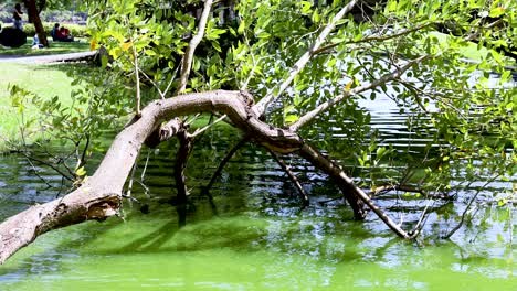 fallen tree branch over a pond in a park