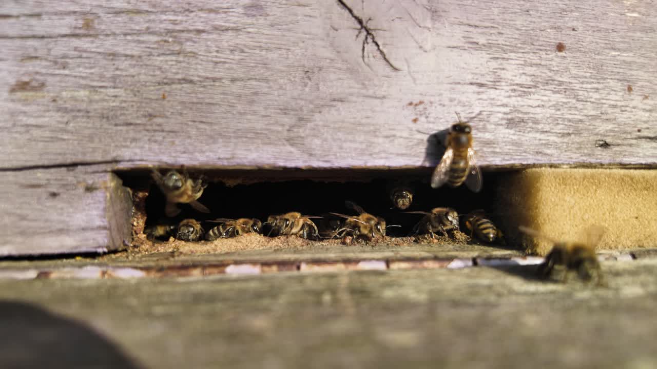 Bees guarding hive entrance in wooden beehive