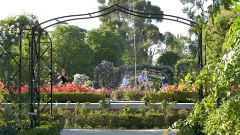 beautiful rose garden with fountain