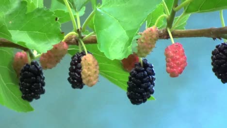 colorful berries on a tree branch