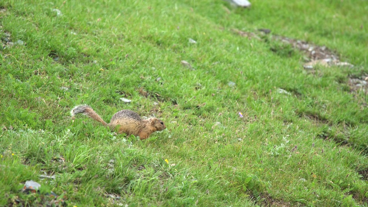 Ground Squirrel Foraging in a Green Mountain Meadow