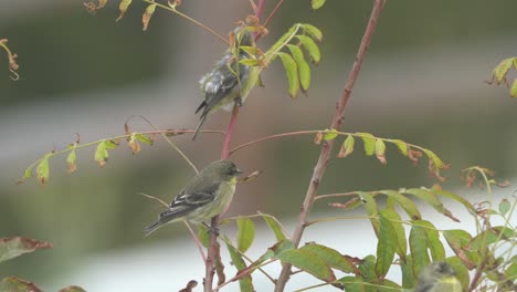 pájaros papamoscas posados en un árbol. 4k