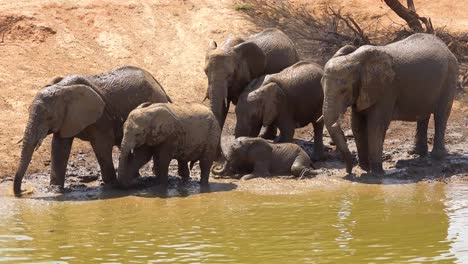 remarkable footage of a family herd of african elephants enjoying a mud bath at a watering hole at erindi park namibia africa 1