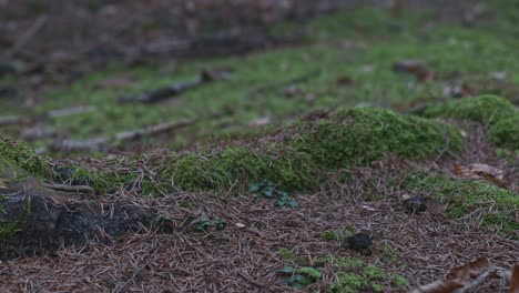 rocks, moss, dirt and trail in padure in autumn - romania