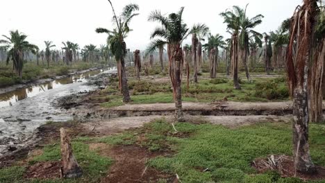 árbol de palma muerto debido a la inundación por el agua del mar en penang, malasia.