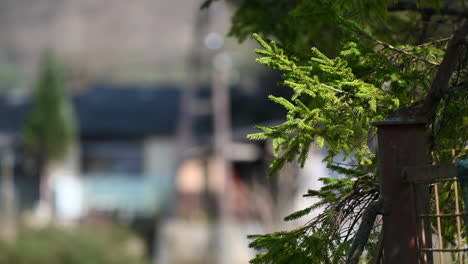 needles of pine tree a green branch