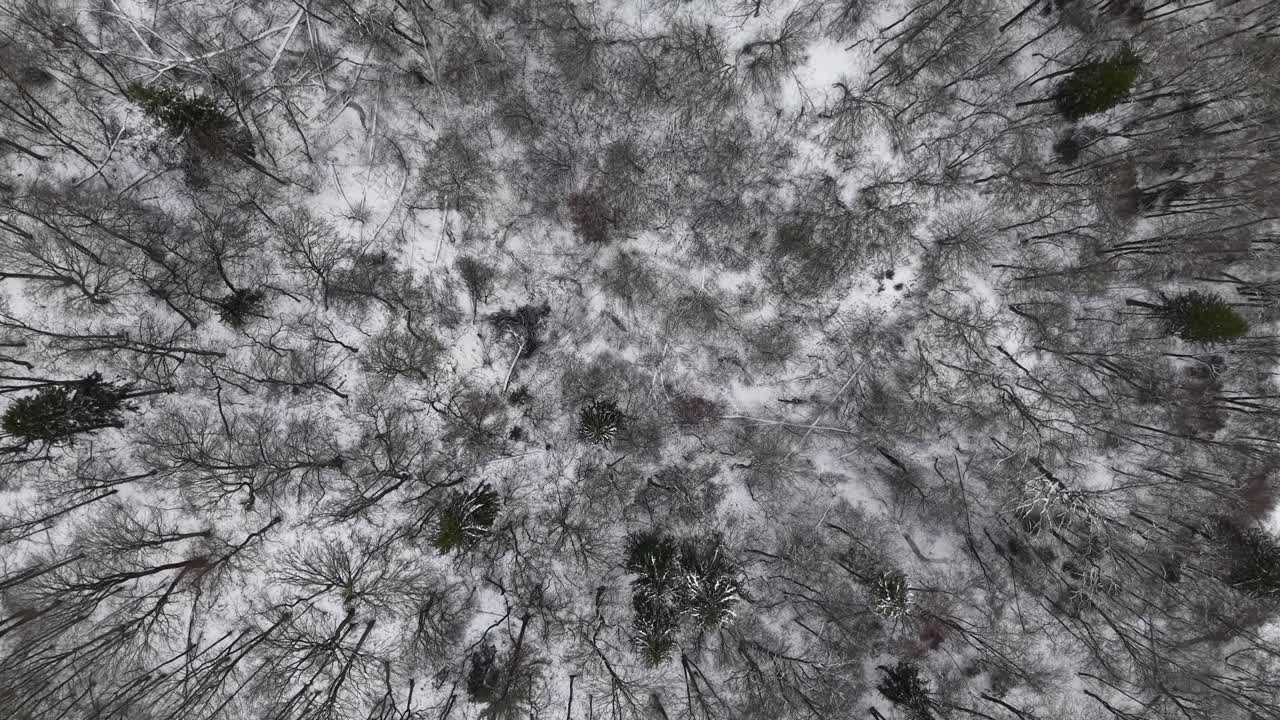 Video realizzato con drone che cattura una splendida vista aerea di una foresta innevata. Gli alberi spogli creano motivi intricati sullo sfondo bianco, offrendo un sereno paesaggio invernale.