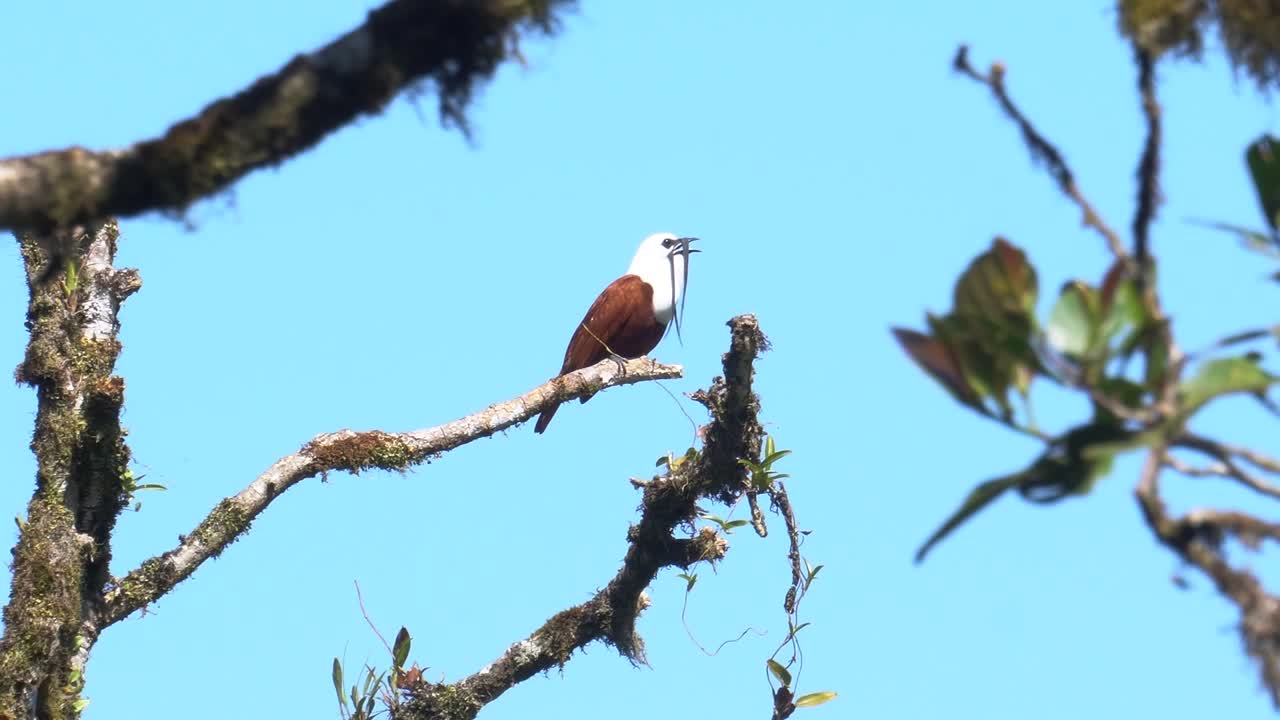 un hermoso espécimen macho de pájaro campana de tres barbas, parado en una rama, mirando a su alrededor y cantando