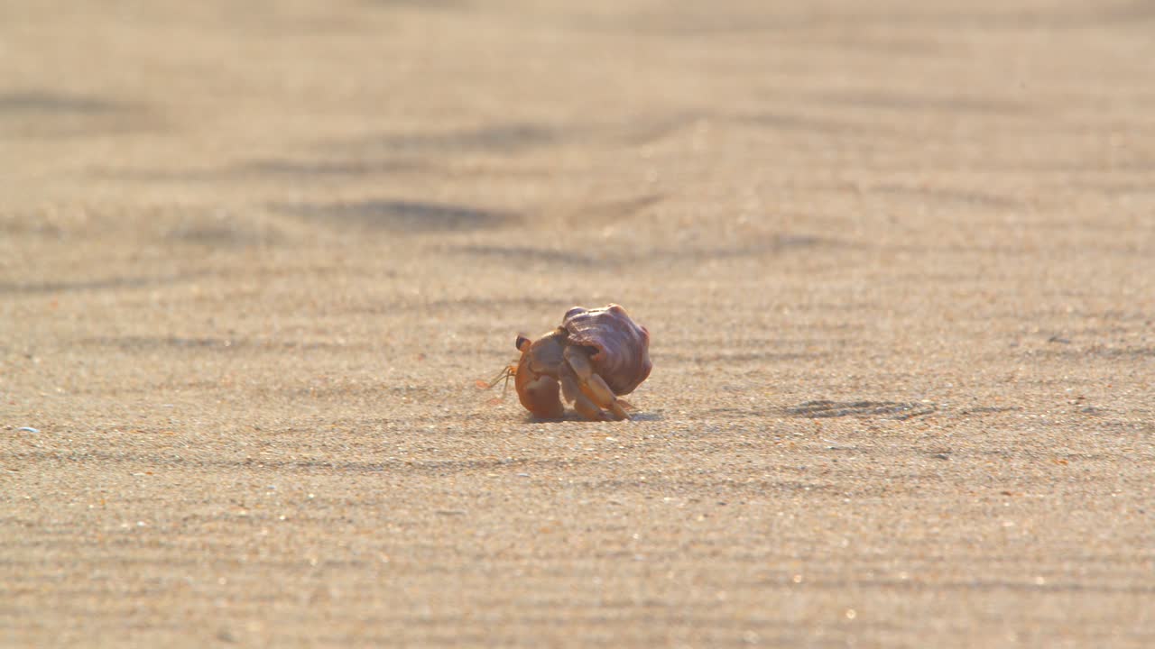 Hermit crab walking in profile along the beach Piura Peru