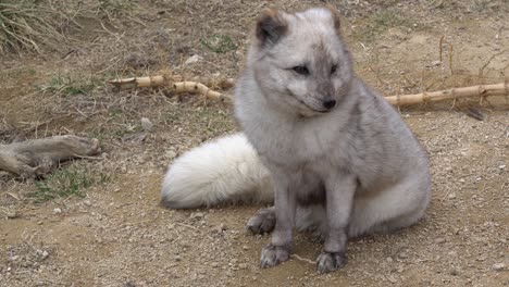 Polarfuchs,-Der-Im-Wilden-Wald-Voller-Körper-Auf-Dem-Boden-Sitzt