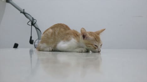 Ein-Krankes-Kätzchen-Wird-Von-Einem-Tierarzt-Untersucht