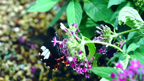 butterfly-eat-nectar-slow-motion