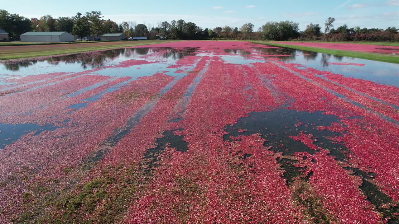 가을에 중부 위스콘신의 크랜베리 습지는 수확할 준비가 되었습니다.