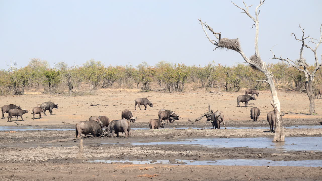 작은 웅덩이 주변에 모인 케이프 버팔로 떼, 두 마리의 장난