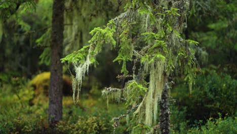 hanging moss on the branches of the pine tree