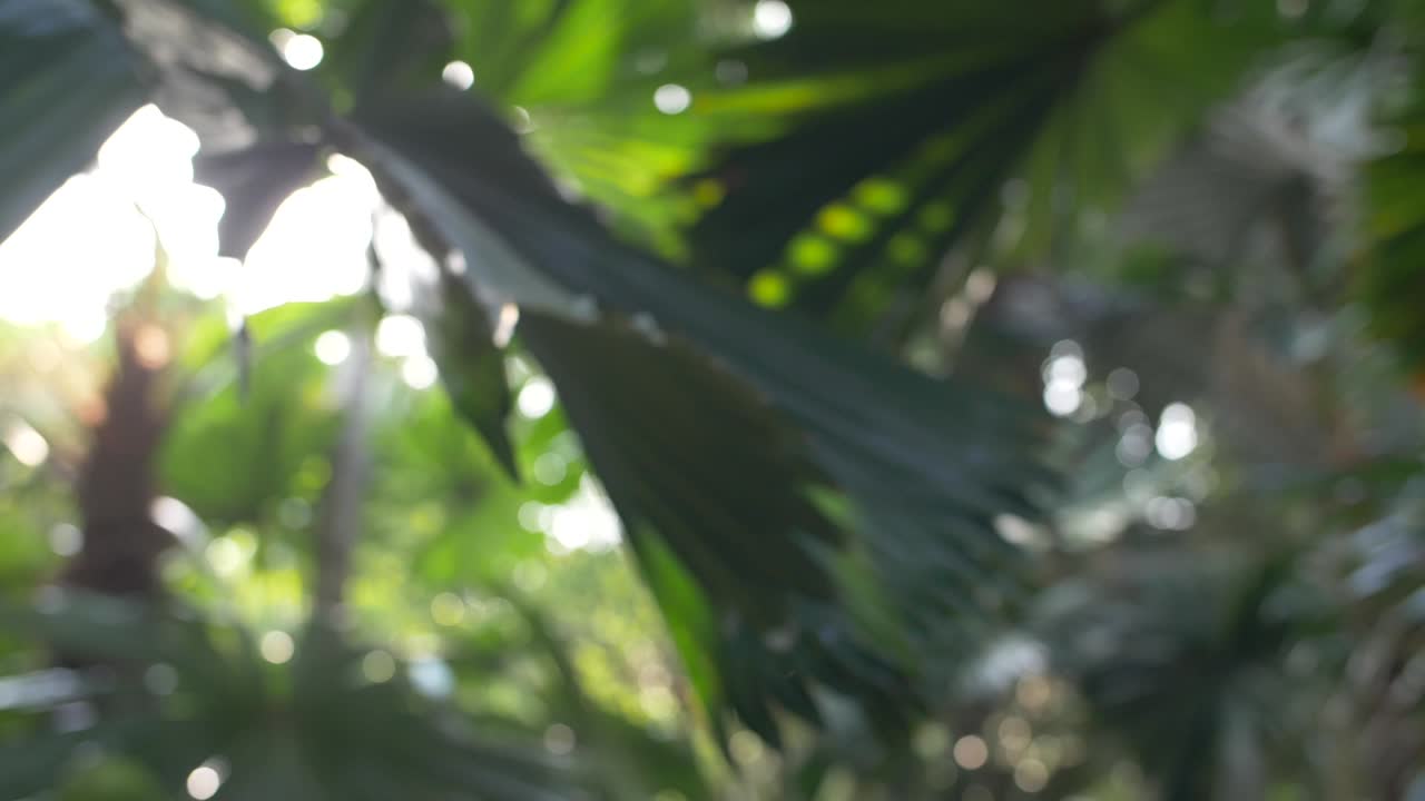 열대 식물을 통해 추적