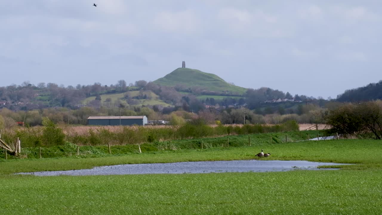 Scenic view of geese in green farmland fields with The Tor in Glastonbury on Somerset Levels, England UK