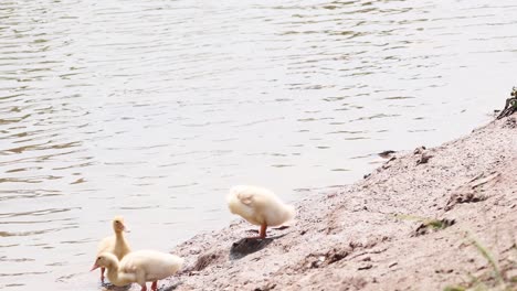 ducklings walking, exploring by a lake