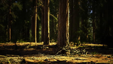 beautiful sunlit forest with tall trees and undergrowth at midday