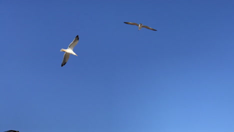 Two-gulls-over-a-chimney-and-one-seagull-fly-out